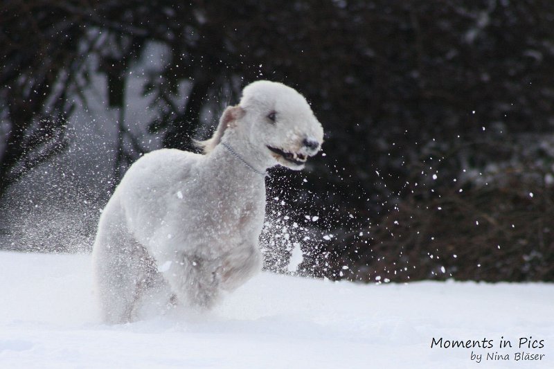 Airis Blue Volshebny Svet 2010-01-31 (6).JPG